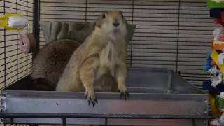 Here is an update of Percy & Penny