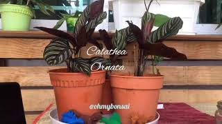 Calathea Ornata | 1 hour time lapse