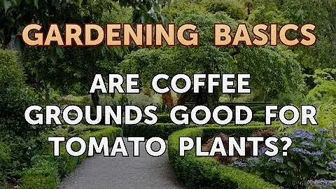 How do you add coffee grounds to tomato plants?