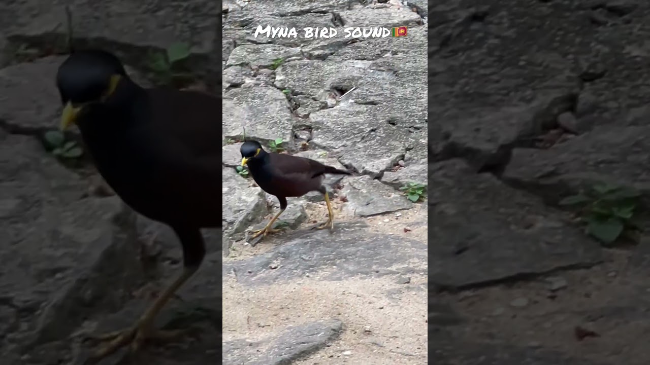 🇱🇰Myna bird sounds in the garden 