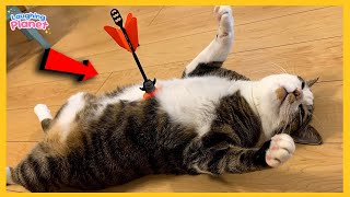 🙀😹Overdramatic CATS That’ll Instantly Make You Smile 🤣 Best Funny Cat Videos