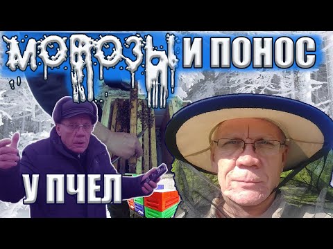 Как выдержать такую зимовку пчеловоду и пчелам Слабые отводки Зимовка отводков