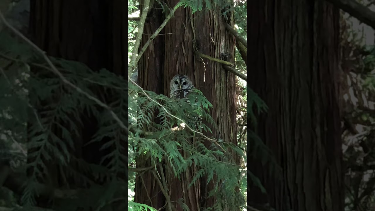 Northern Spotted Owl