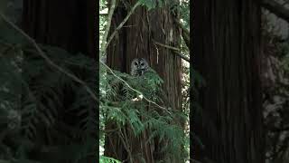 Northern Spotted Owl