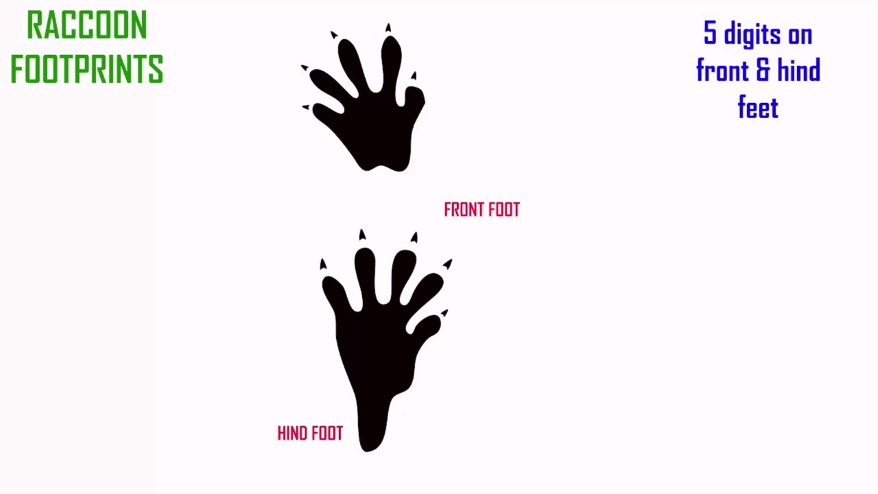 ANIMAL FOOTPRINTS 2 Mammals With 5 Toes Opossum Carnivores YouTube ANIMAL FOOTPRINTS 2 Mammals With 5 Toes Opossum Carnivores YouTube