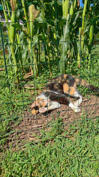 In the garden with Jenny
