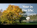 A year in the life of a field maple tree