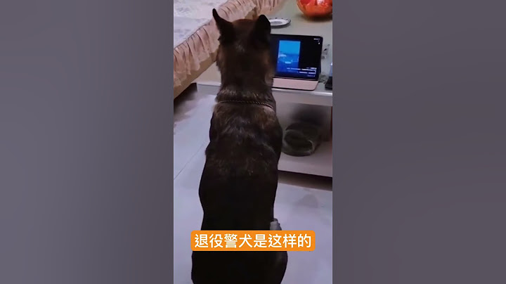 退役警犬是这样的