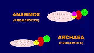 Anammox Bacteria: MicroBioFilm