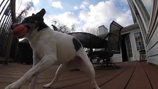 Rat Terriers Chasing A Squirrel