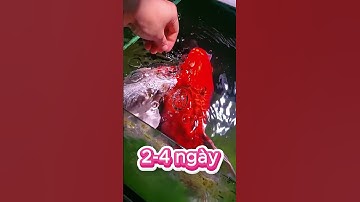 Cách để cá chép phi tần dạn người, mút tay - How to train butterfly carp #chepphitan #butterflycarp