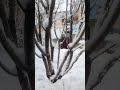 Snowfall in Ghazni #snow #ghazni #ghaznavi #afghanistan #pashto #uzbek #hazara #afghan #taliban