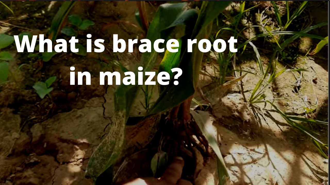 What is brace root in maize YouTube