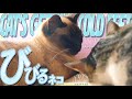 急にびびる猫