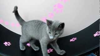 Loveblues10 week old Russian Blue Kittens on the Maclaw wheel having fun