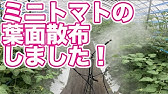 葉面散布肥料 メリット 青 黄 赤 の効果 作物 ピーマン Youtube 葉面散布肥料 メリット 青 黄 赤 の効果 作物 ピーマン Youtube