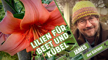 Sind Lilien im Topf mehrjährig?