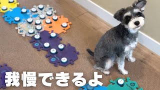 衝撃⚡️ここまで理解していた！【しゃべる犬】