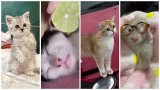 cat funny video best cat completion