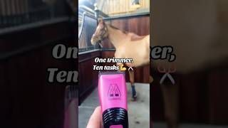 Ein Trimmer, zehn Aufgaben (und mehr!) 10 Gründe, warum Sie den Masterclip Showmate Pferdetrimmer...