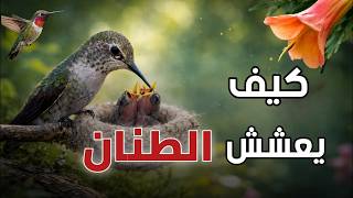 طائر الطنان | كيف يعيش وكيف يعشش؟ تعرف على أسرار حياته التي لا يعرفها كثيرون