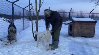 Нехватка вольеров🤯 кого куда переселили ⁉️ Черный волк Акела дал себя погладить.