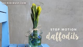 StopMotion TIMELAPSE animation of daffodils from bud to bloom