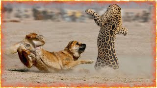 Jaguar Vs Kangal