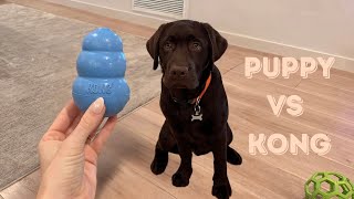 LABRADOR PUPPY VS. KONG! by Woodford The Chocolate Lab 4,319 views 2 months ago 2 minutes, 51 seconds