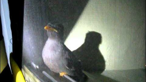 Dumb bird at the window! :)