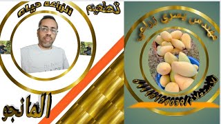 تطعيم وتعميم اقلام المانجو