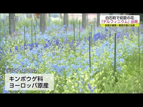 青や水色の初夏の花 デルフィニウム 出荷に向けて作業開始 佐賀県白石町 21 04 26 18 40 Youtube