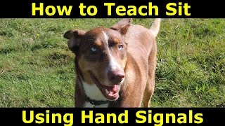 How to Teach a Hand Signal for Sit