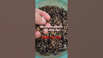 giao 3N con giống ốc Thái về Hà Tiên lần 2 cho khách.