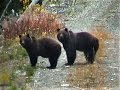 Scary grizzly encounter near Golden BC