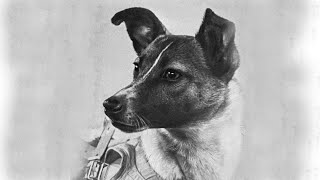Gyvūnai, kurie buvo aukojami vardan žmogaus-Kosmoso šunys Belka, Strelka ir tragiška Laikos istorija