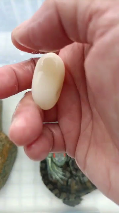 Turtle lay an egg