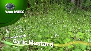 Your DNREC - Invasion of the Garlic Mustard