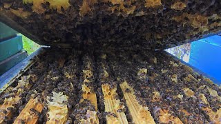 06.11.2025 Ostatnie Leczenie Pszczół.