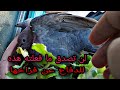 لن تصدق ما فعلته هذه الحمامة البرية للدفاع عن فراخها Pigeon Defending Its Chicks 