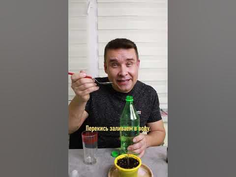 Скорая помощь для залитой рассады! - YouTube