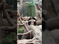 Elephant Mode Activated | iPanda #shorts