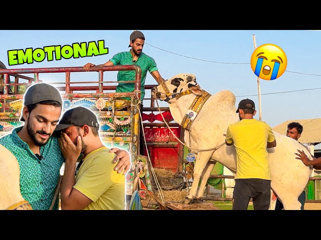 SURPRISING MY FRIEND WITH COW GIFT😍 | GOT EMOTIONAL 😭 | COW MANDI | MISHKAT KHAN class=