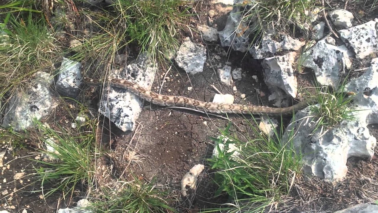 video phone beyonce mp3 Black-tailed rattlesnake (crotalus molossus)