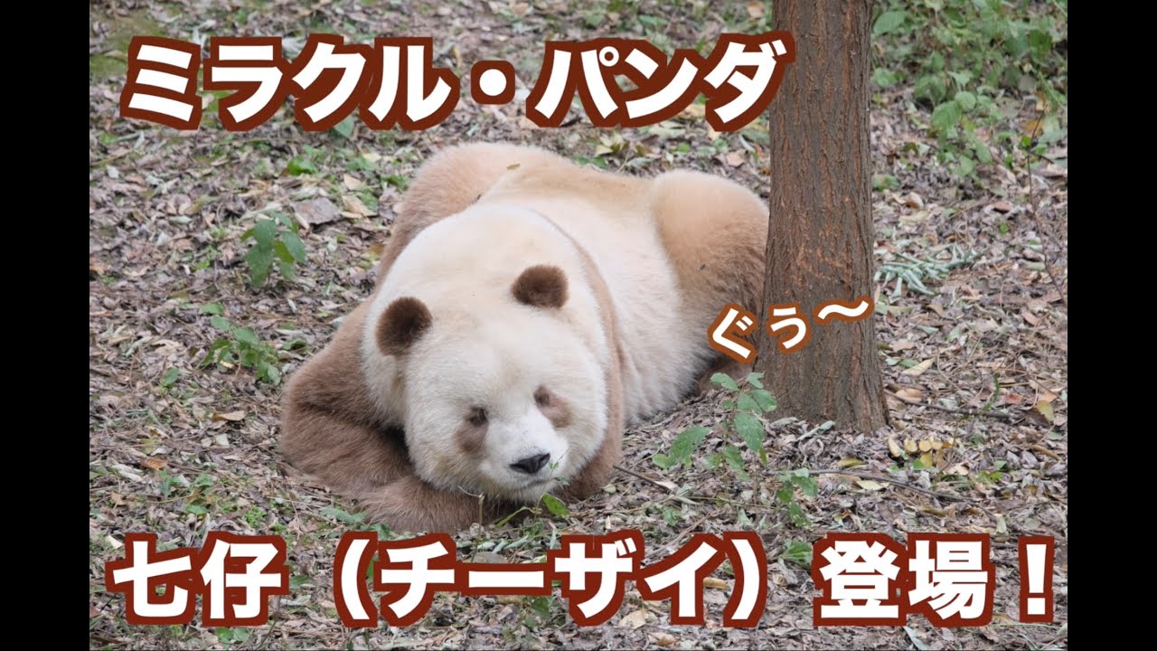 パンダページ The seventh miracle panda cub, 