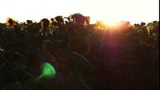 flowering sunflowers on a background sunset in 4k screenshot 2