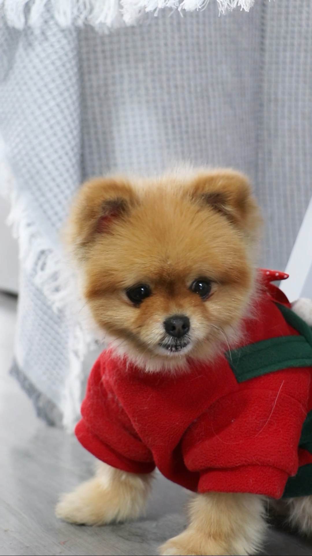 When ur dog spilled strawberry jam☹️??#cococutiepom #funny #dog
