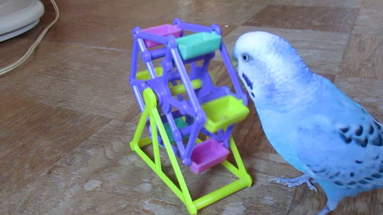 セキセイインコ あおい 9歳 選り好み Youtube