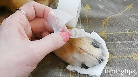 How to Wrap a Dog's Paw: Step-by-Step Demonstration on Bandaging