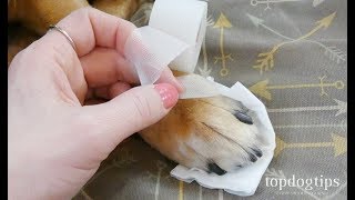 How to Wrap a Dog's Paw: StepbyStep Demonstration on Bandaging